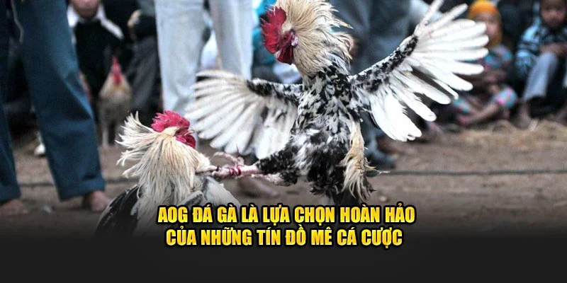 Sự kết hợp giữa giải trí và cơ hội sinh lời 